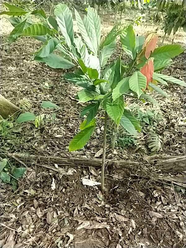 tree image