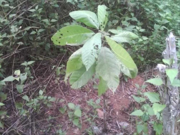 tree image
