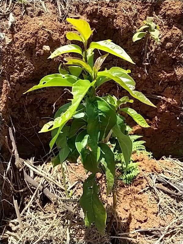 tree image