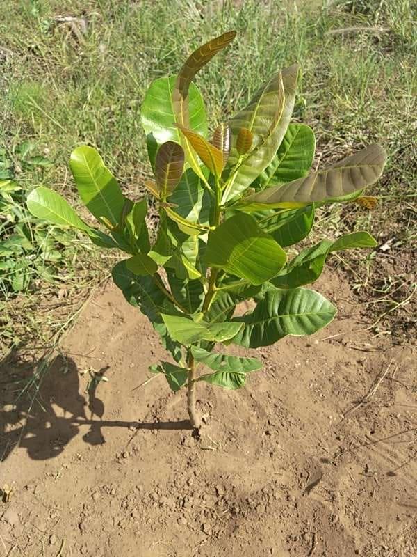tree image