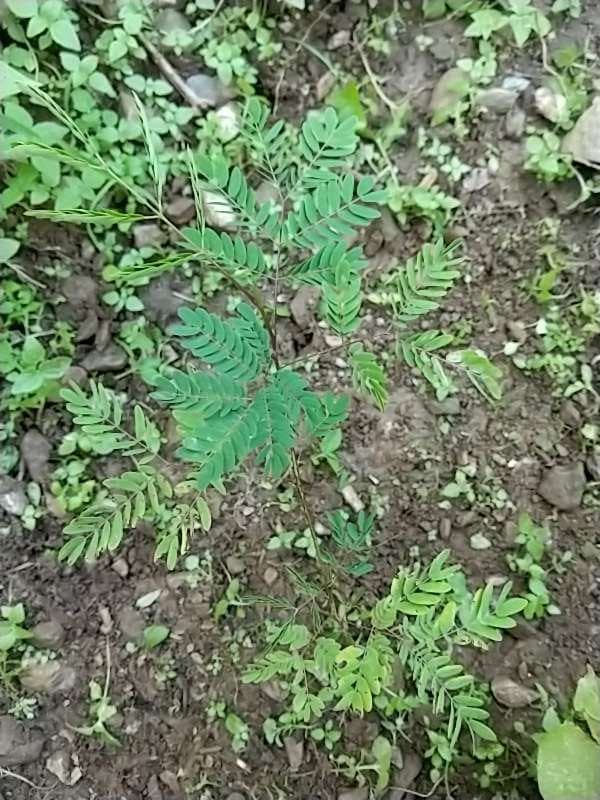 tree image