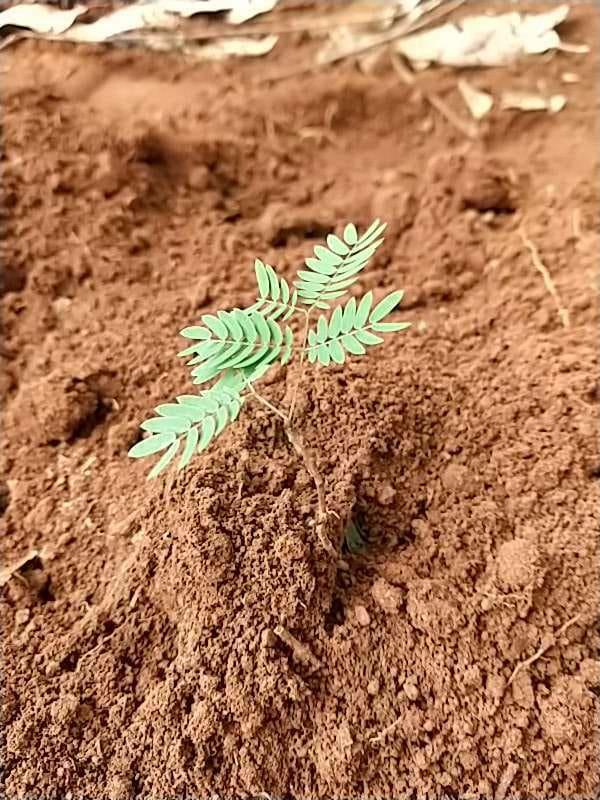 tree image