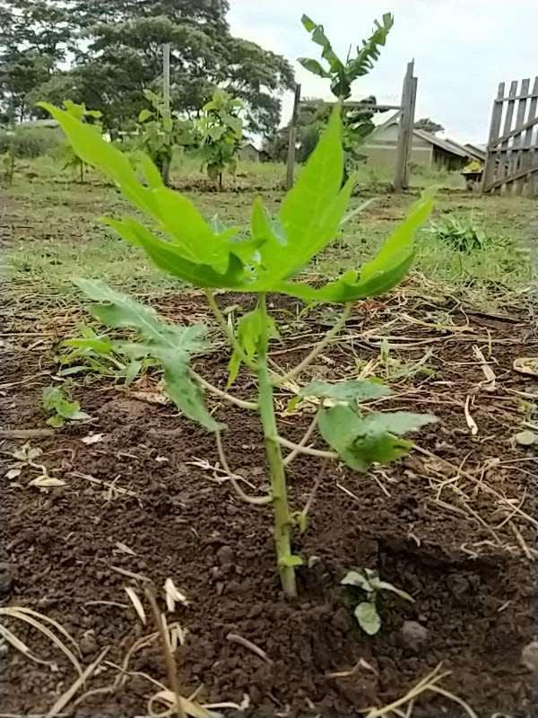 tree image