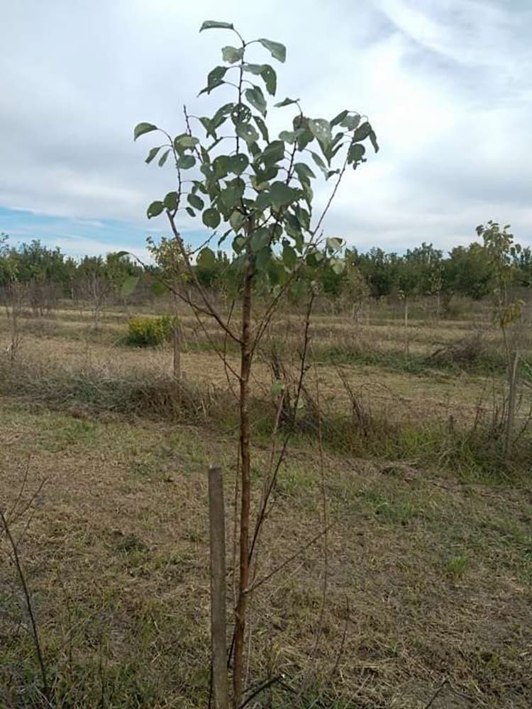 tree image