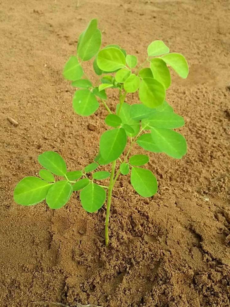 tree image