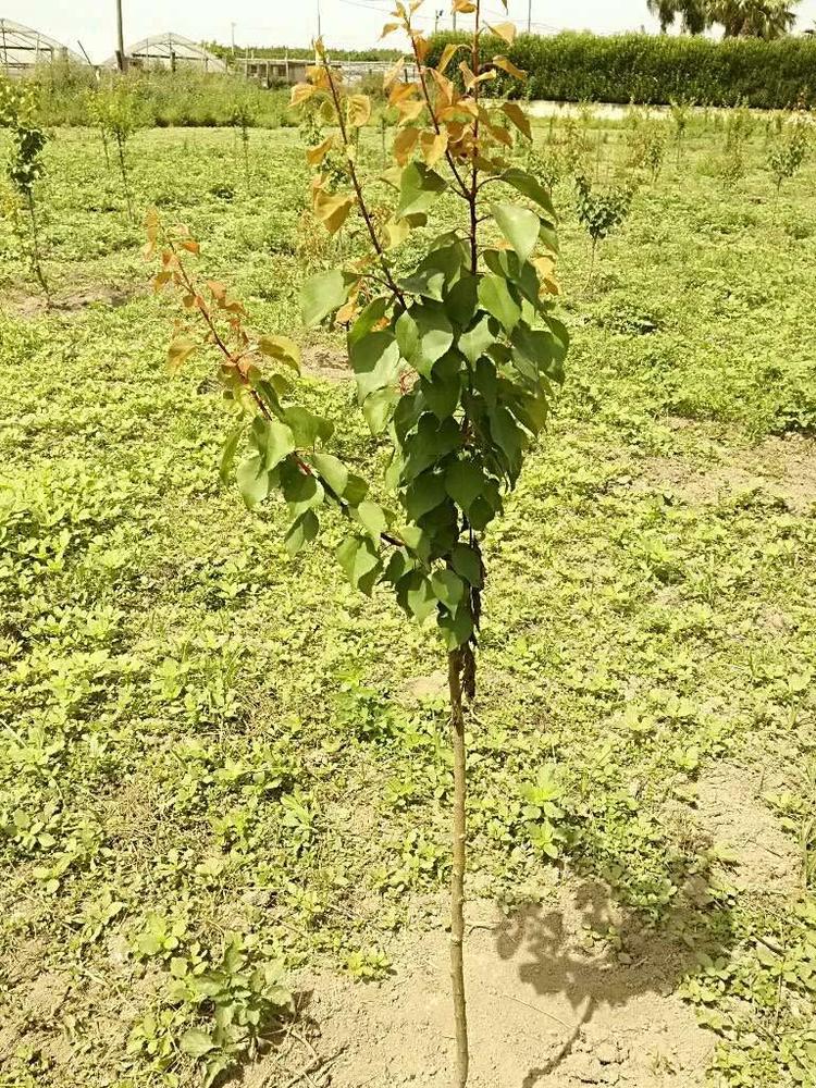 tree image