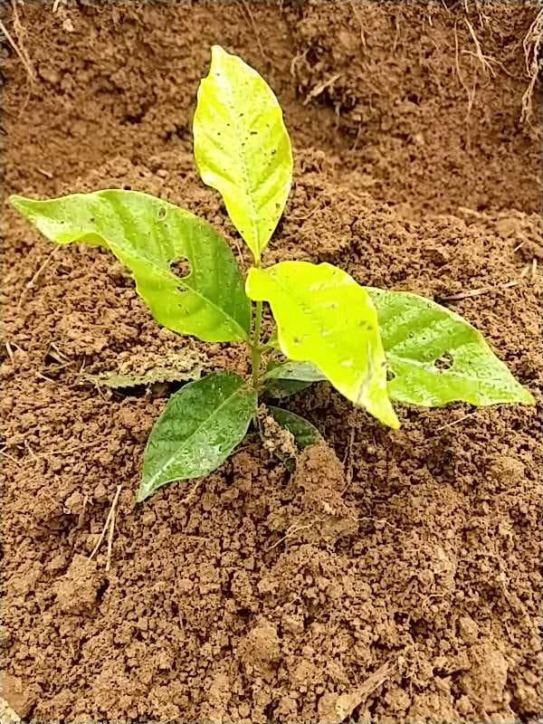 tree image