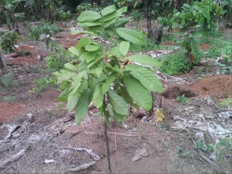tree image