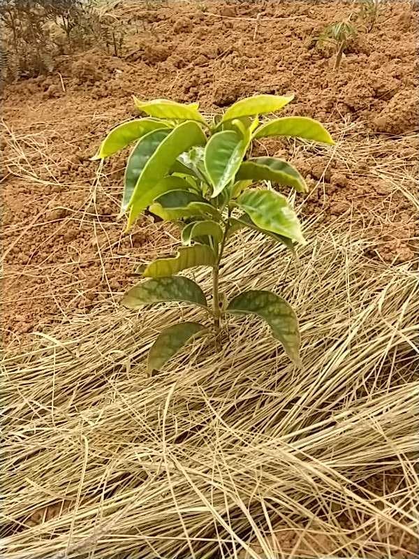 tree image