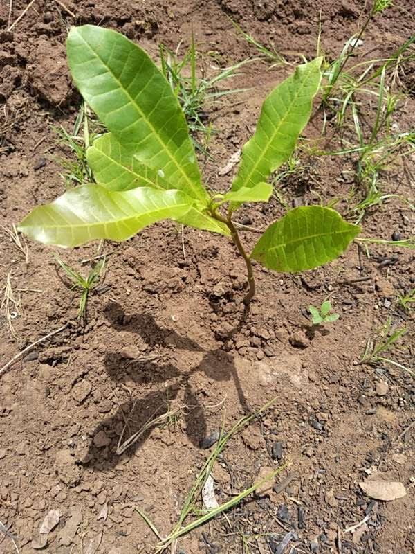 tree image