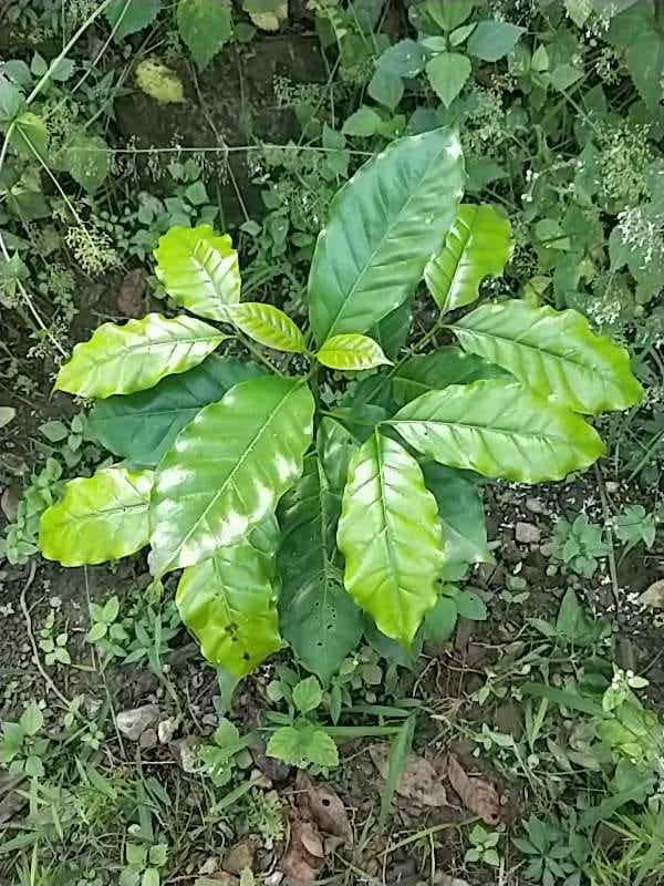 tree image