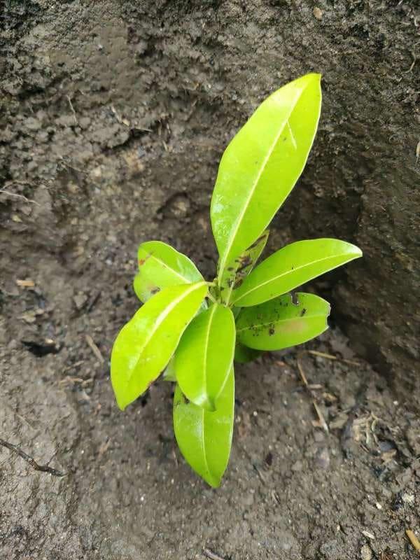tree image