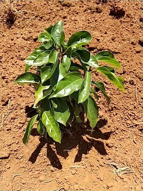 tree image