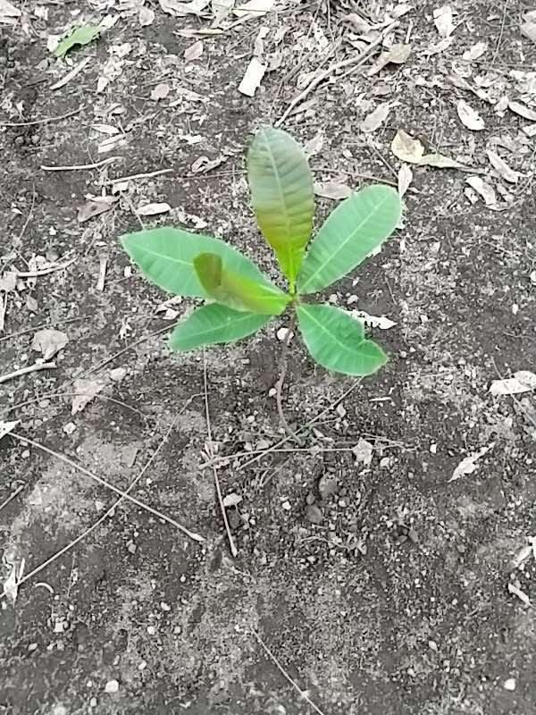 tree image