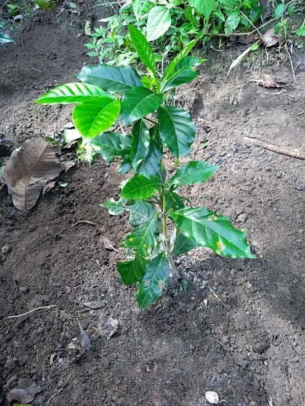 tree image