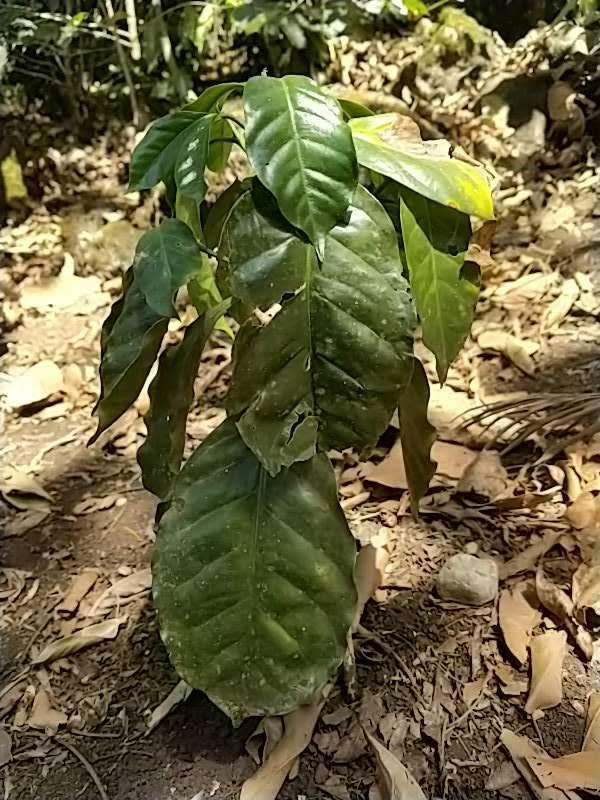 tree image