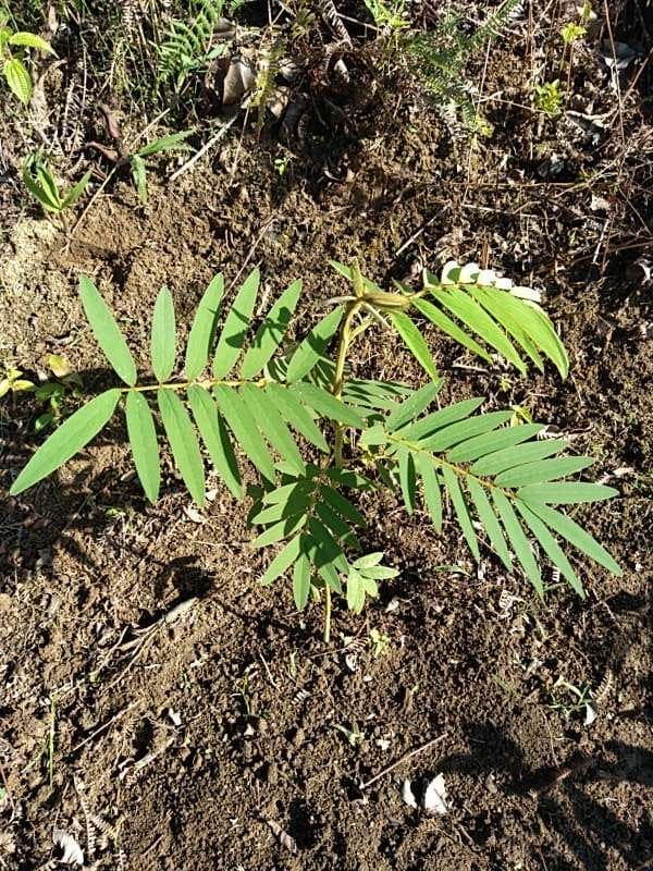 tree image