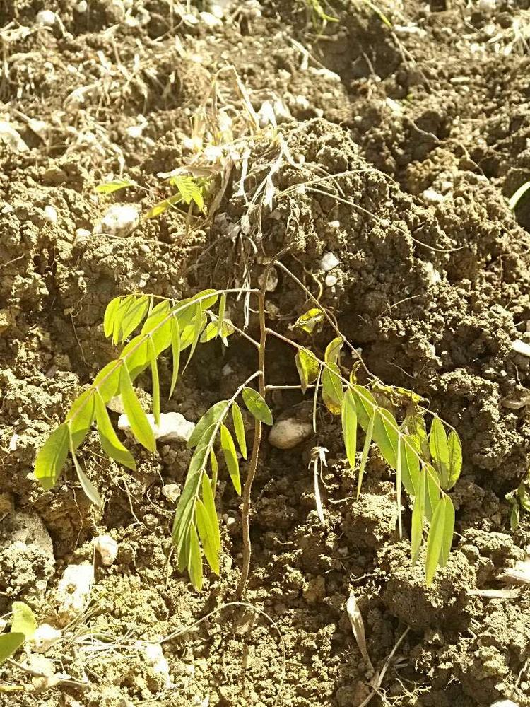 tree image