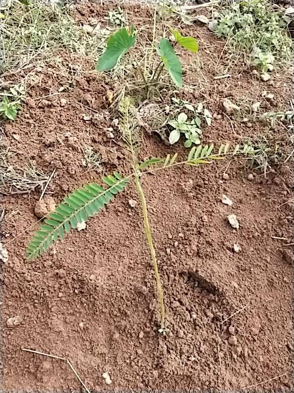 tree image