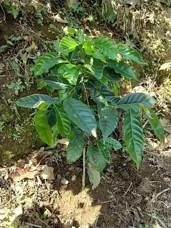 tree image
