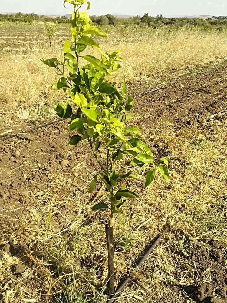 tree image