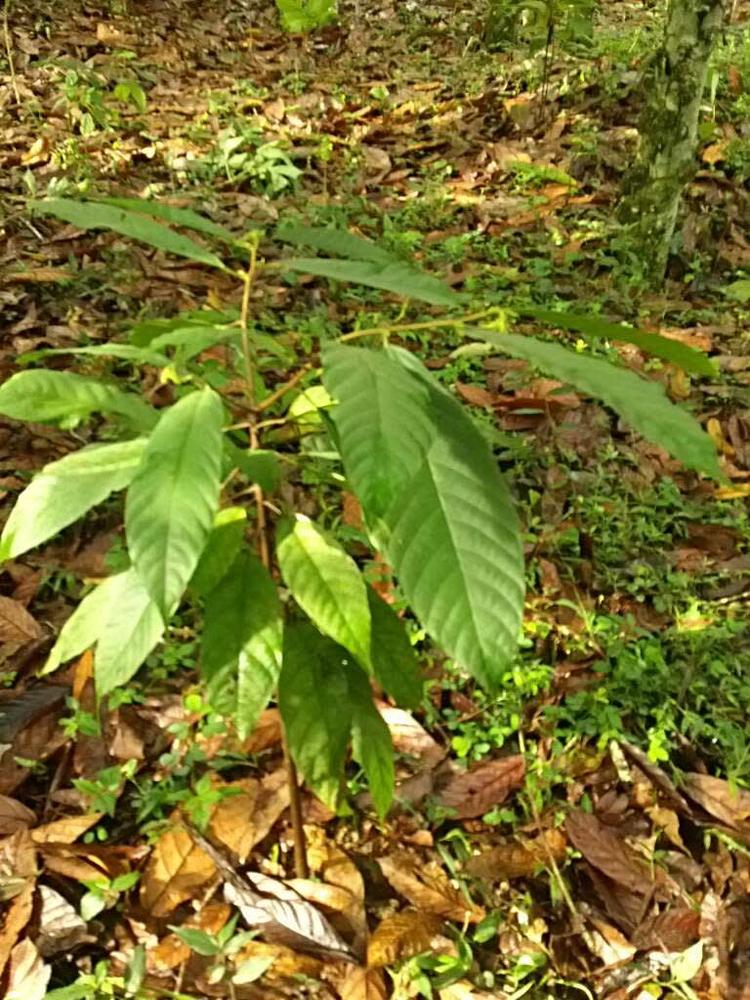tree image