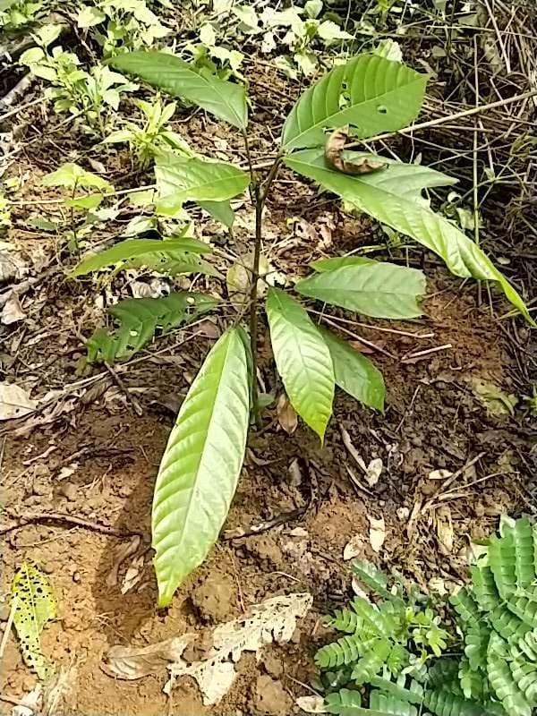 tree image