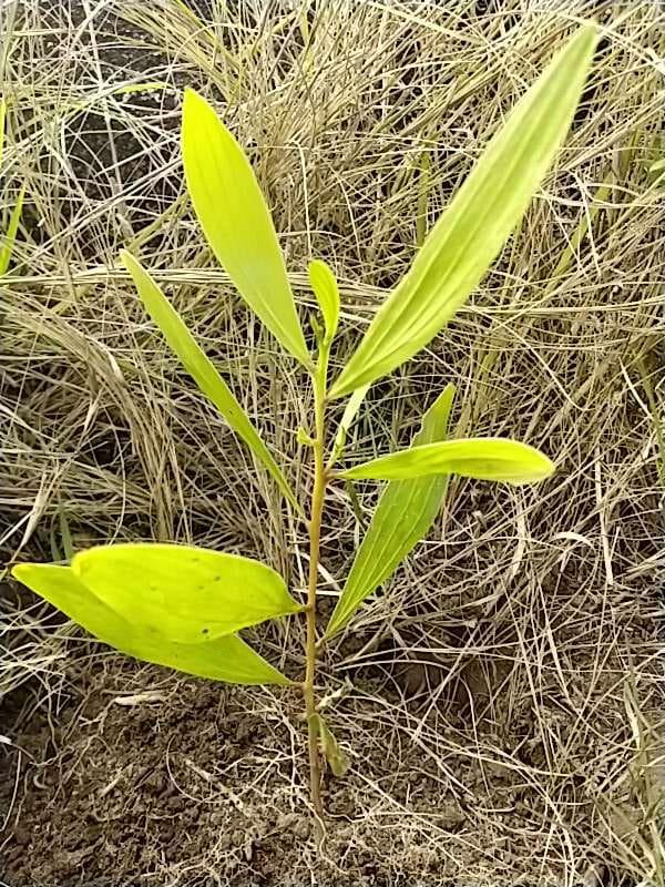 tree image