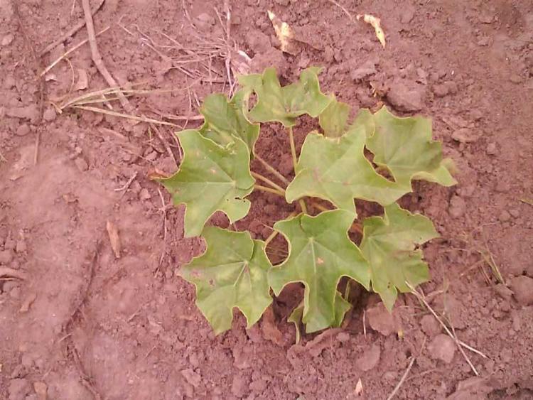tree image