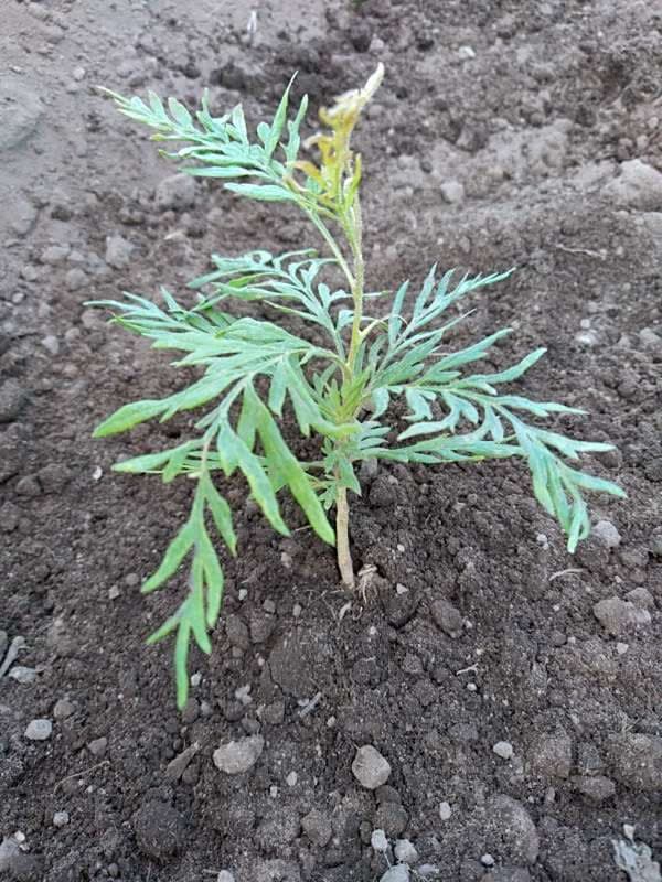 tree image