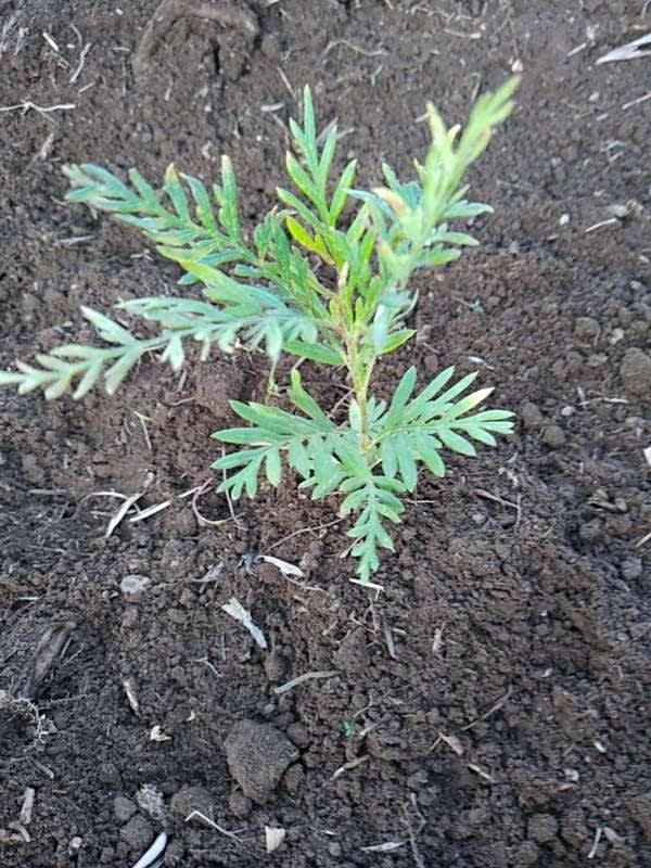 tree image