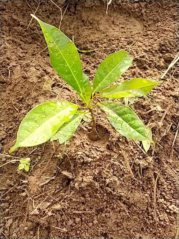 tree image