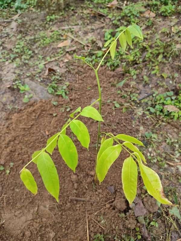 tree image