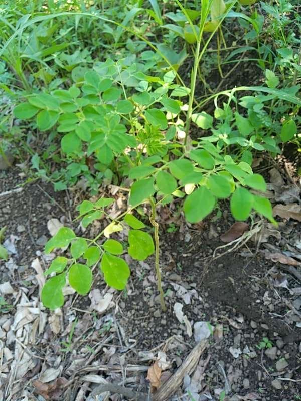 tree image