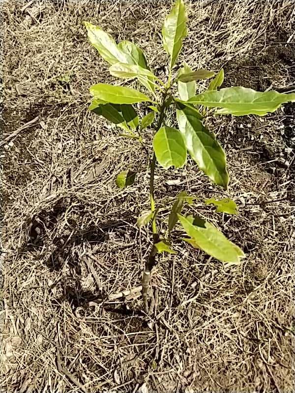 tree image