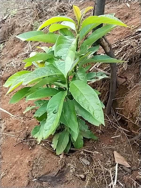 tree image