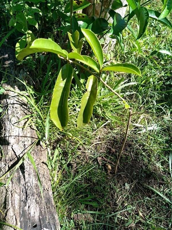 tree image