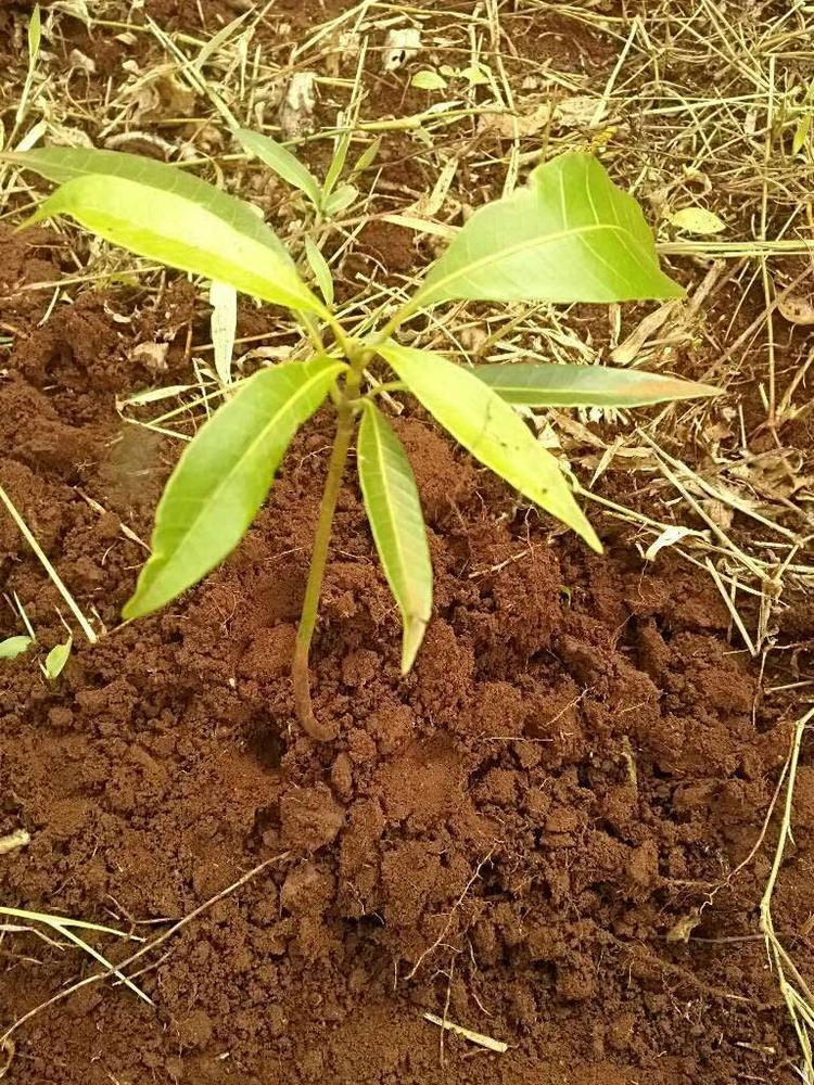 tree image
