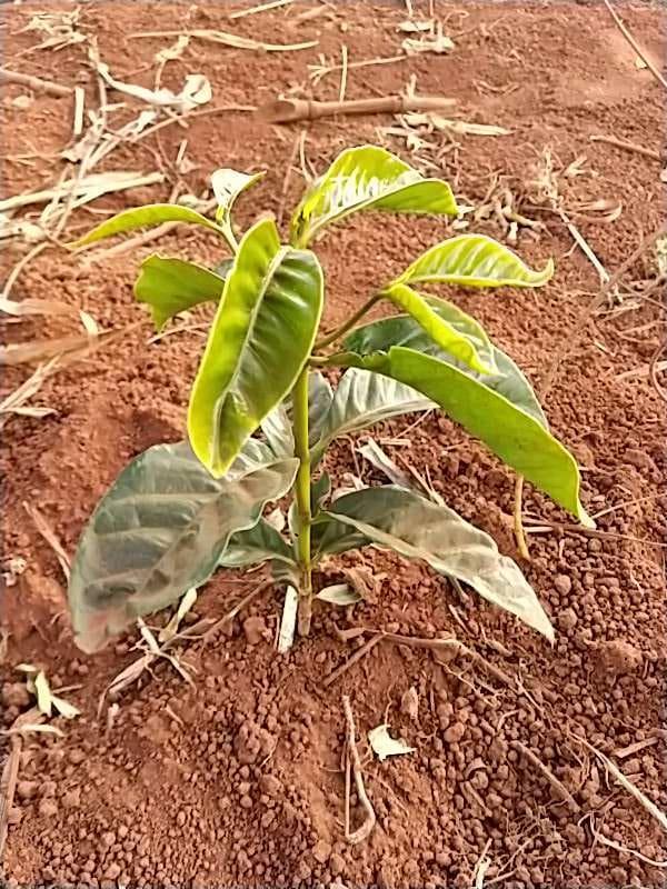 tree image