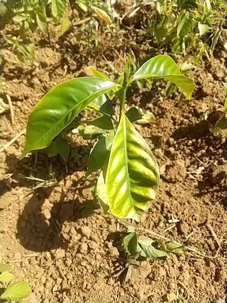 tree image