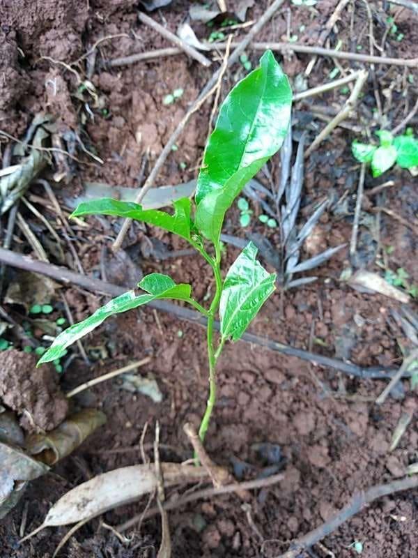 tree image
