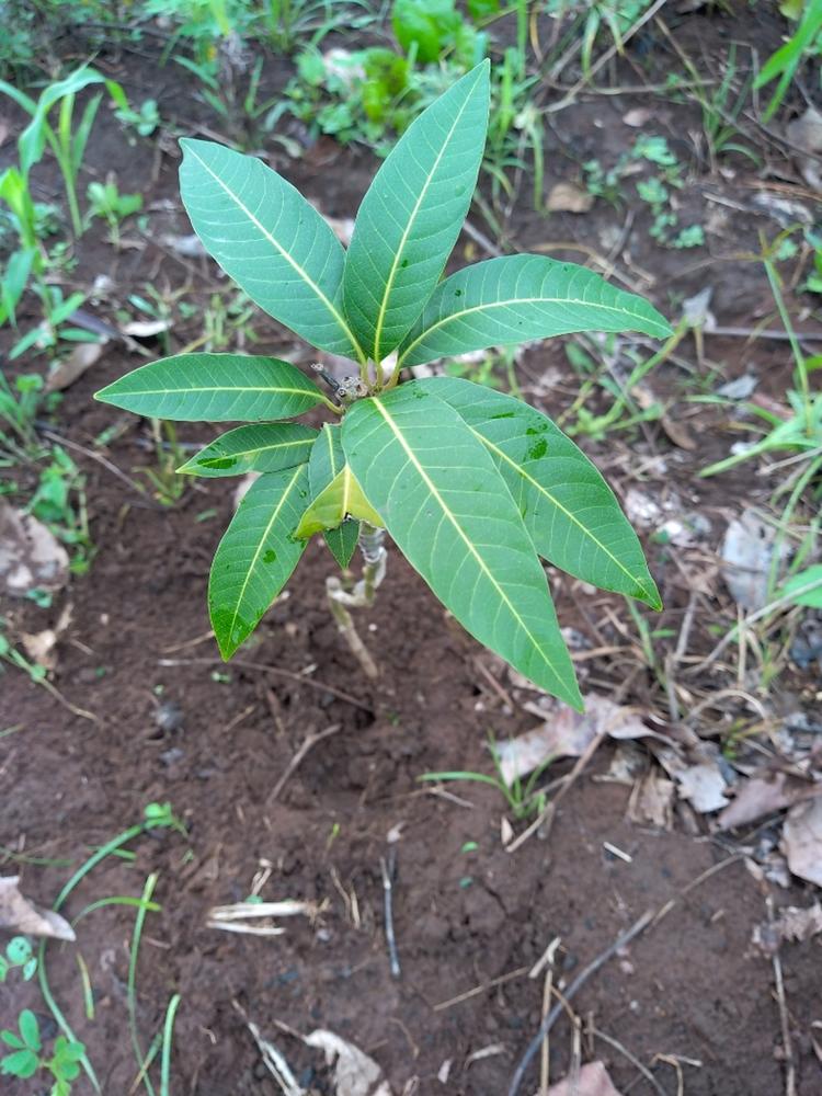 tree image