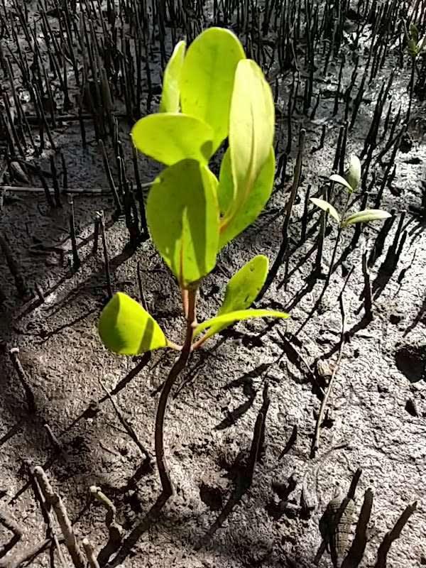 tree image