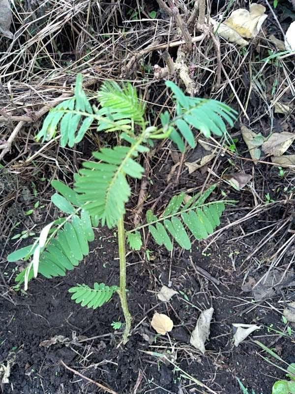 tree image