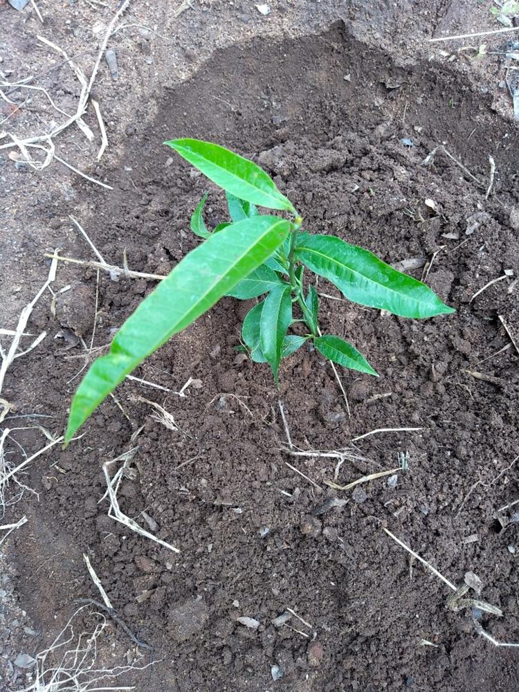tree image