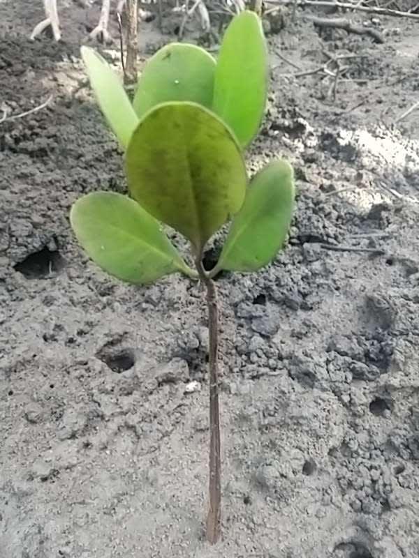 tree image