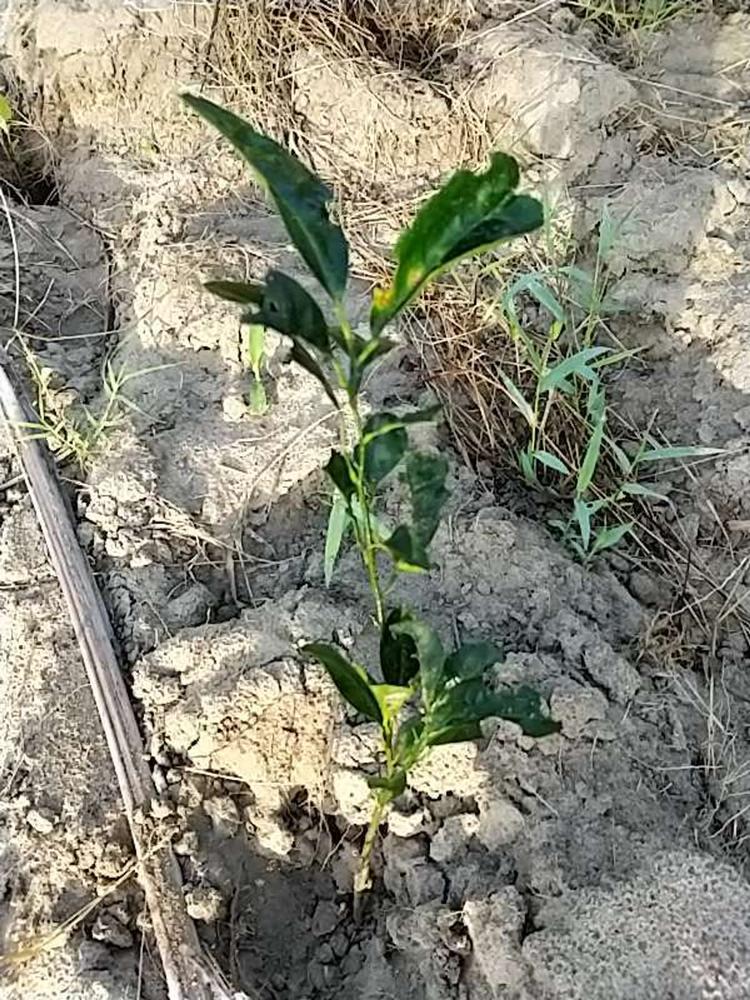 tree image