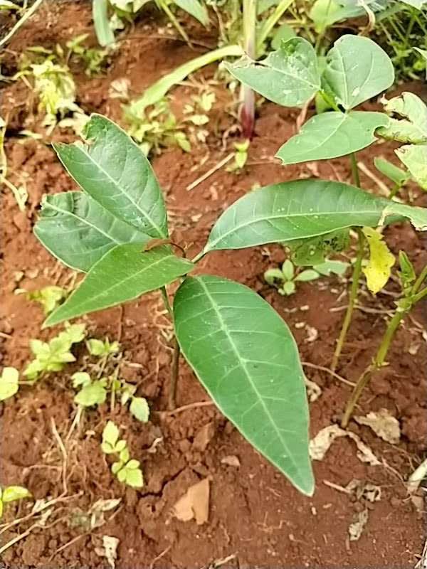 tree image