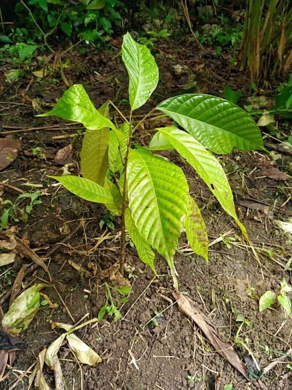tree image