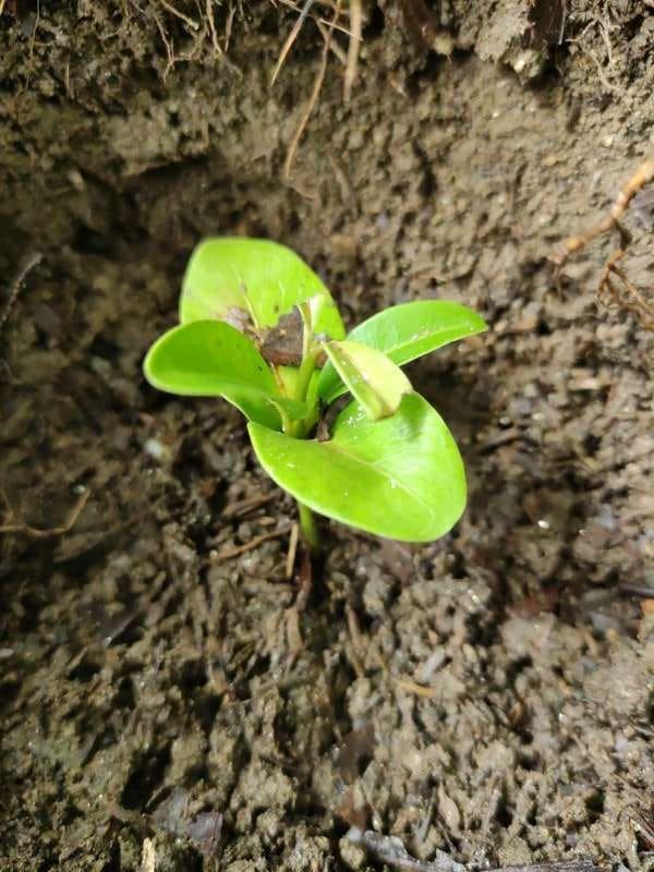 tree image